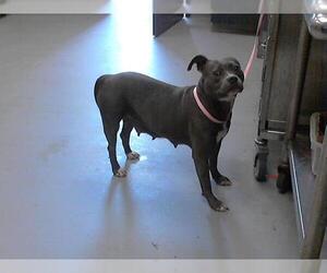 American Pit Bull Terrier Dogs for adoption in Fayetteville, NC, USA