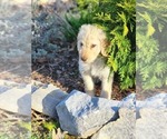 Small Photo #8 Goldendoodle Puppy For Sale in CORRYTON, TN, USA