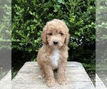 Small #2 Goldendoodle (Miniature)