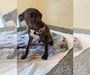 Mutt Dogs for adoption in Brewster, MA, USA