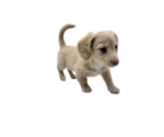 Small Photo #19 Dachshund Puppy For Sale in BALLWIN, MO, USA