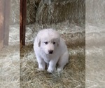 Small Photo #16 Great Pyrenees Puppy For Sale in RONAN, MT, USA