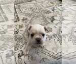 Small Photo #14 French Bulldog Puppy For Sale in CLEARWATER, FL, USA