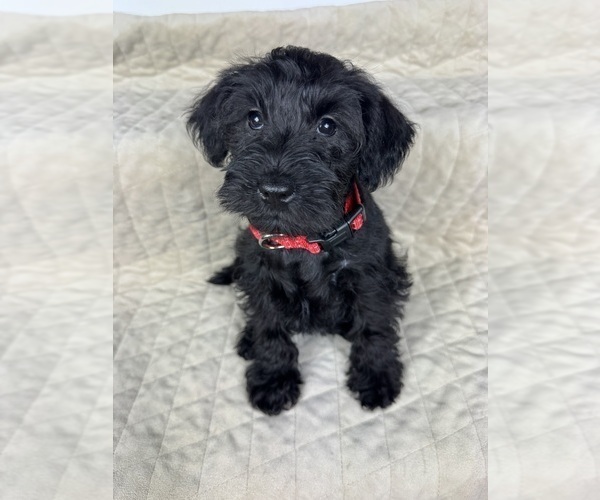 Medium Photo #8 Schnauzer (Miniature) Puppy For Sale in HIGHLAND, CA, USA