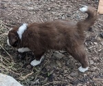 Small Photo #39 Border Collie Puppy For Sale in HARRISON, ID, USA
