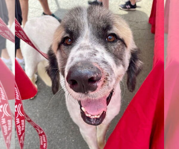Medium Photo #3 Great Pyrenees-Unknown Mix Puppy For Sale in Canton, CT, USA