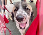 Small #2 Great Pyrenees Mix