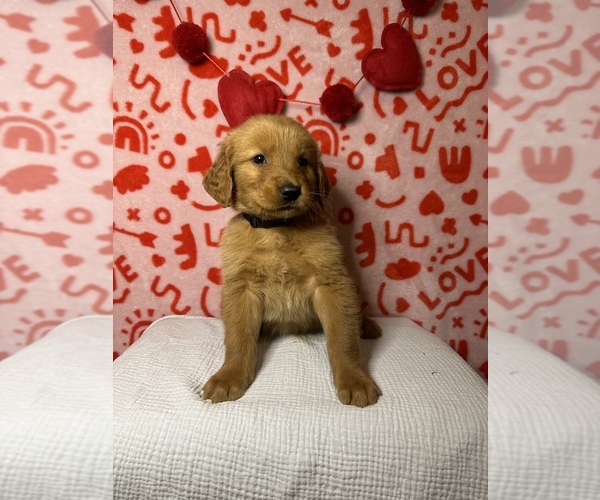 Medium Photo #4 Golden Retriever Puppy For Sale in ALEXANDRIA, LA, USA