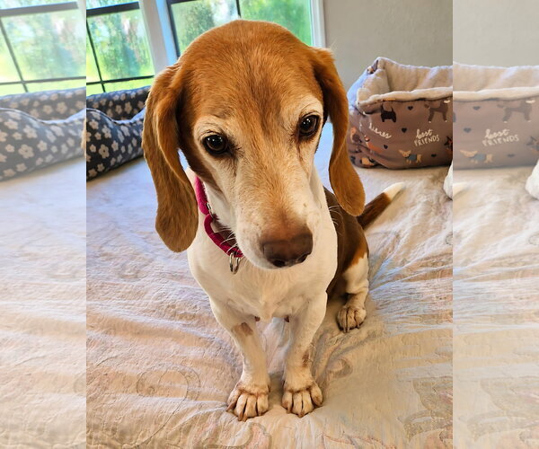 Medium Photo #8 Beagle Puppy For Sale in Dunnellon, FL, USA
