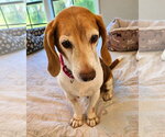 Small #7 Beagle