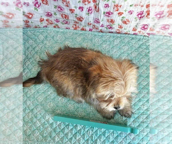 Medium Photo #2 Morkie Puppy For Sale in BELDING, MI, USA
