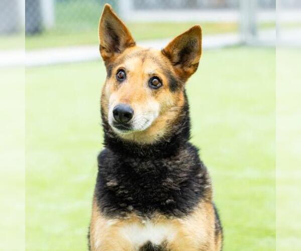 Medium Photo #1 German Shepherd Dog-Unknown Mix Puppy For Sale in Camarillo, CA, USA