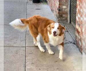 Jack O - Male Australian Shepherd Dog for Adoption - Photo #4