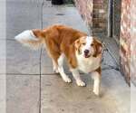 Small Photo #4 Australian Shepherd Puppy For Sale in Aurora, IN, USA