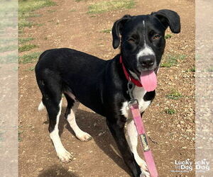 Labrador Retriever-Unknown Mix Dogs for adoption in Washington, DC, USA