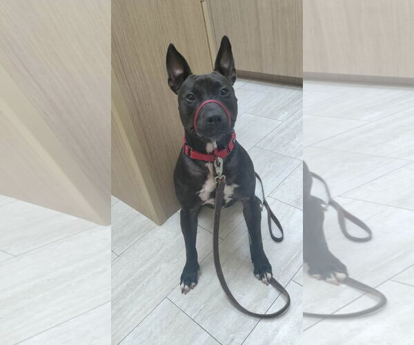 Medium Photo #23 Mutt Puppy For Sale in Pompano Beach , FL, USA