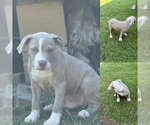 Puppy Lil Bit American Bully
