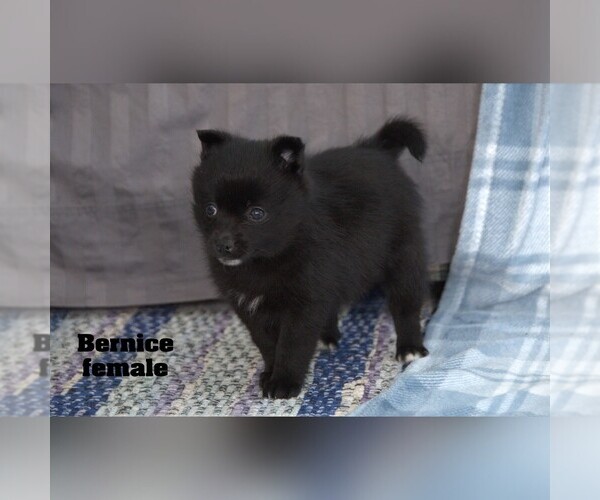 Medium Photo #12 Alaskan Klee Kai-Pomsky Mix Puppy For Sale in CLARE, MI, USA
