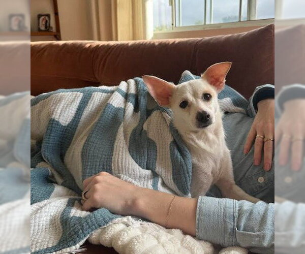 Medium Photo #2 Chihuahua-Unknown Mix Puppy For Sale in San Diego, CA, USA