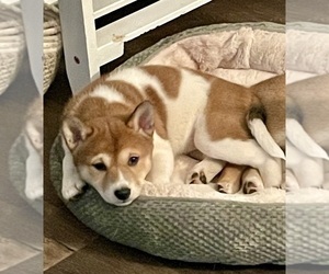 Shiba Inu Puppy for sale in MAUMEE, OH, USA