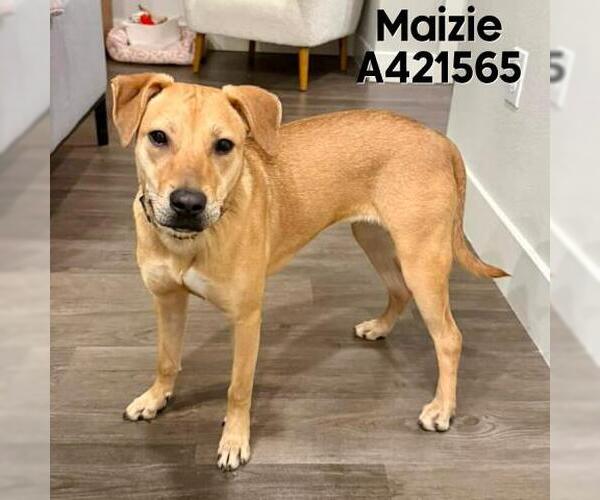 Medium Photo #2 Labrador Retriever-Unknown Mix Puppy For Sale in Conroe, TX, USA