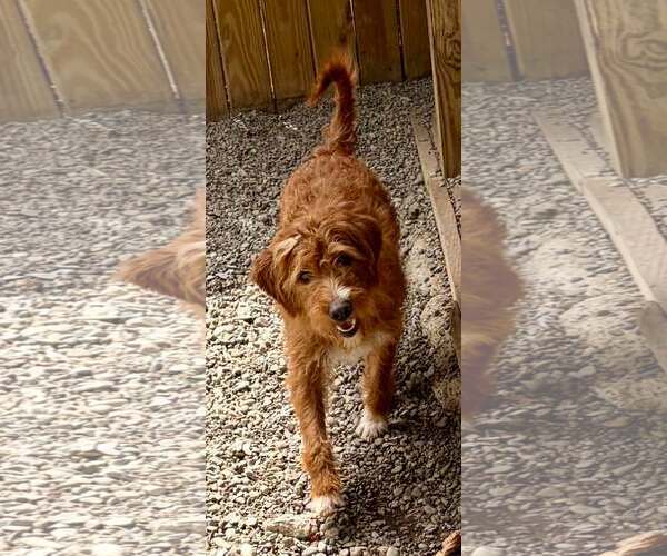 Medium Photo #2 Goldendoodle Puppy For Sale in Cranford, NJ, USA