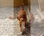 Small #1 Goldendoodle