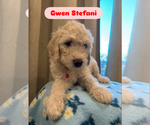 Puppy Gwen Stefani Goldendoodle
