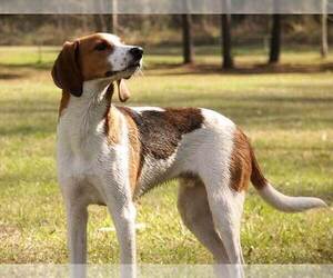 Father of the Australian Cattle Dog-Treeing Walker Coonhound Mix puppies born on 03/28/2021