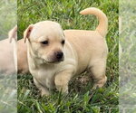 Small #4 Chihuahua Mix