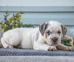 Puppy Ridley Beabull