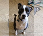 Small #2 American Pit Bull Terrier Mix