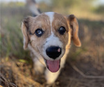 Small Photo #19 American Corgi Puppy For Sale in COLLEGE STATION, TX, USA