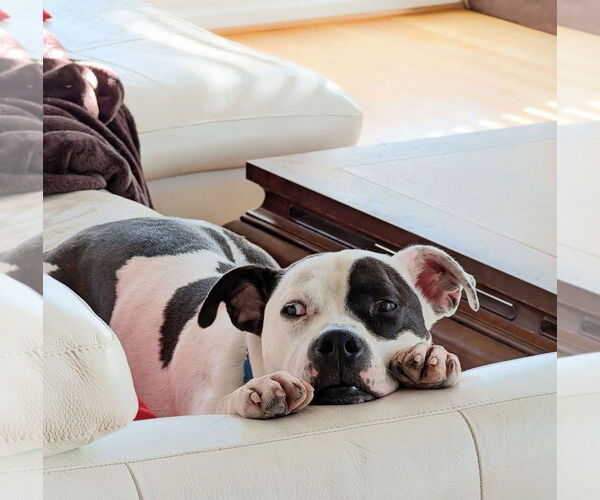 Medium Photo #5 American Pit Bull Terrier-Unknown Mix Puppy For Sale in Virginia Beach, VA, USA