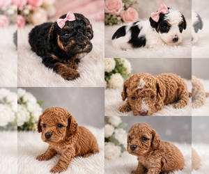 Poodle (Toy) Puppy for sale in PALM BAY, FL, USA