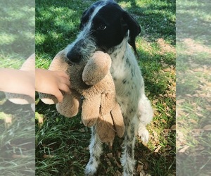 German Shorthaired Pointer-Poodle (Standard) Mix Dogs for adoption in CYPRESS, TX, USA