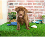 Small #4 Labrador Retriever