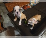Small Photo #8 Bulldog Puppy For Sale in GIBSONIA, PA, USA