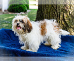 Small #12 Shih Tzu