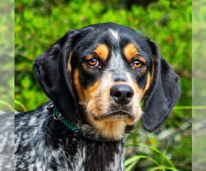 Mutt Dogs for adoption in Canton, CT, USA