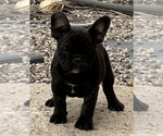 Small #9 French Bulldog