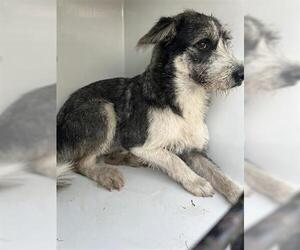 - Mix Dogs for adoption in Houston, TX, USA