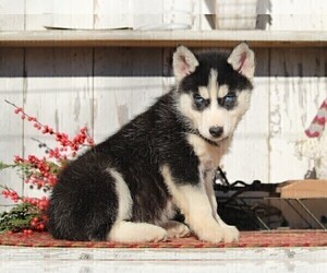 Siberian Husky Puppy for sale in APPLE CREEK, OH, USA