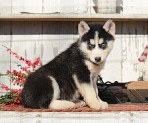 Medium Siberian Husky