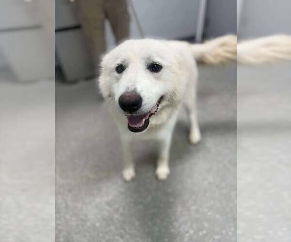 Medium Photo #1 Great Pyrenees Puppy For Sale in Croydon, NH, USA