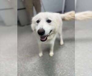 Great Pyrenees Dogs for adoption in Croydon, NH, USA