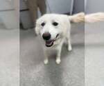 Small Great Pyrenees