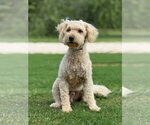 Small Mutt