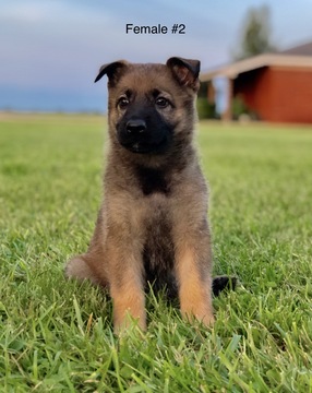 Medium Photo #1 German Shepherd Dog Puppy For Sale in CENTURY, FL, USA