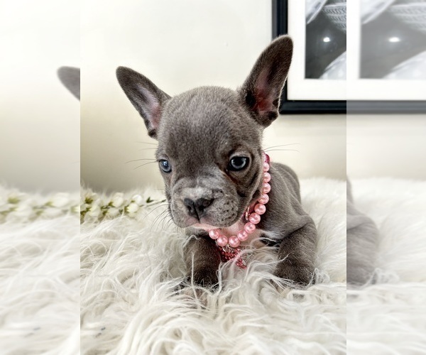 Medium Photo #2 French Bulldog Puppy For Sale in DANBURY, CT, USA